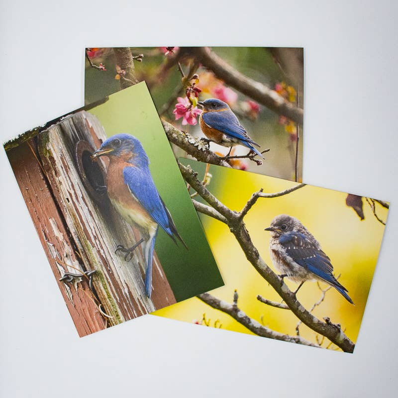 Wren - Wholesale Everyday Greeting Card - Bluebird and Dogwood Blossoms (Blank inside) Greeting Card3