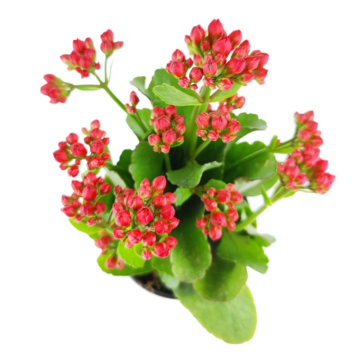 Best Plant Friend - Wholesale Live Plant - Kalanchoe blossfeldiana 'Calandiva Red' in 2"/4.5"/6" Pot