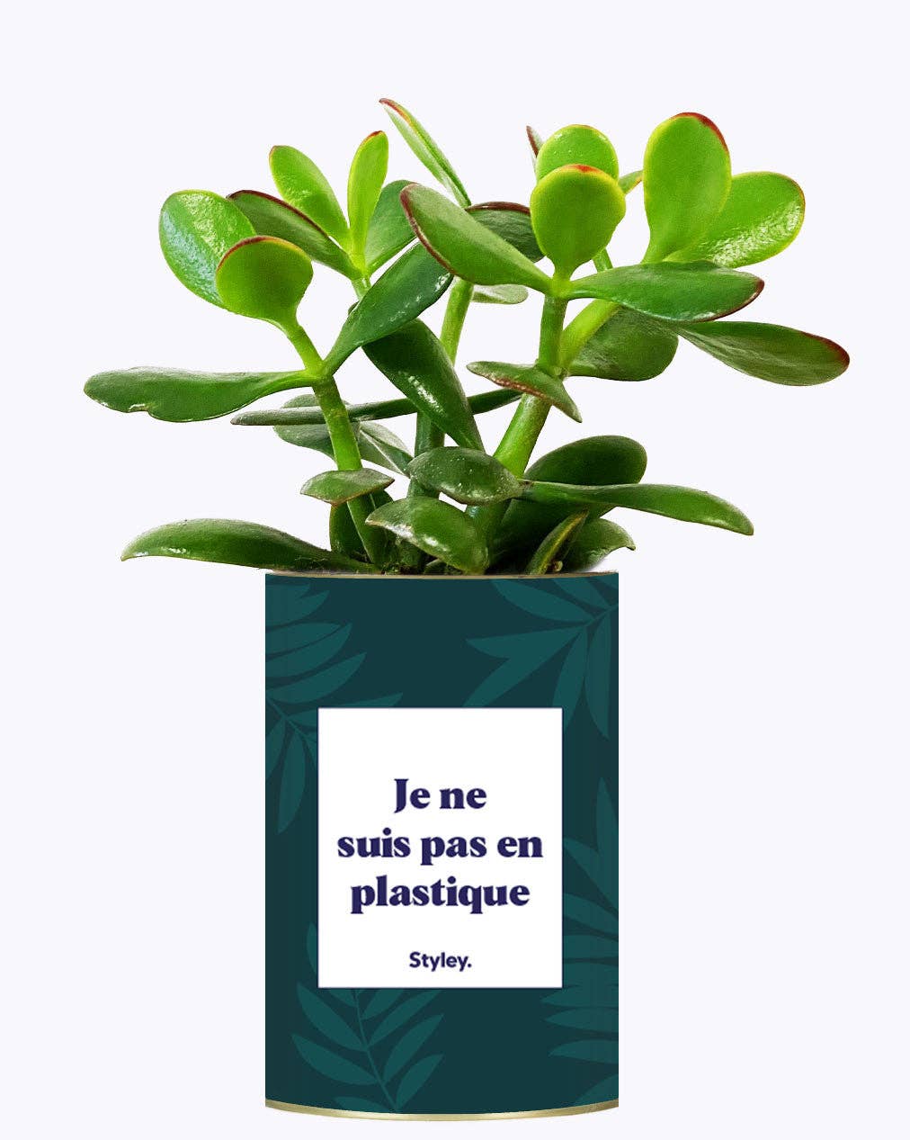 Styley - Wholesale Live Plant - Je Ne Suis Pas En Plastique - Cactus2