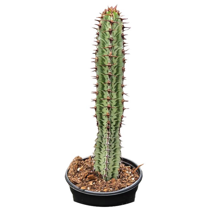 Arcadia Garden Products - Wholesale Live Plant - Cactus Candelabra Variegated 4 inch Grower Pot