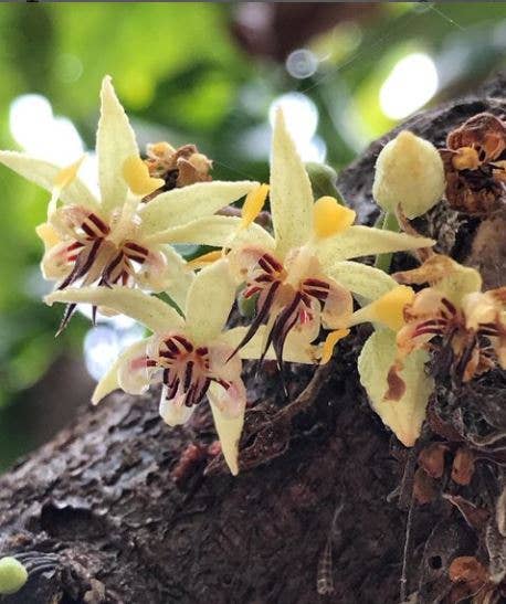 Q´uma Peruvian Organic Chocolate – Engroshandel Chokoladebar – Chokolade med banan uden tilsat sukker 80 % kakao5