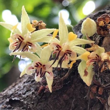 Q´uma Peruvian Organic Chocolate – Engroshandel Chokoladebar – Chokolade med banan uden tilsat sukker 80 % kakao5