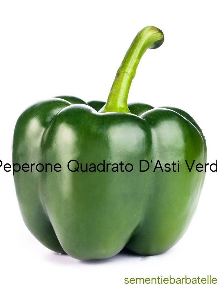 Poivron Carré d'Asti Vert pour la vente par Sementi & Barbatelle