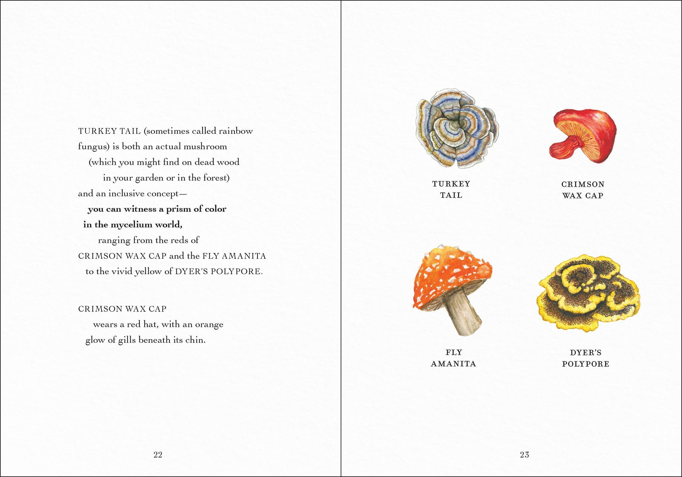 AdventureKEEN - Wholesale Nature & Outdoors - Wonder of Mushrooms18