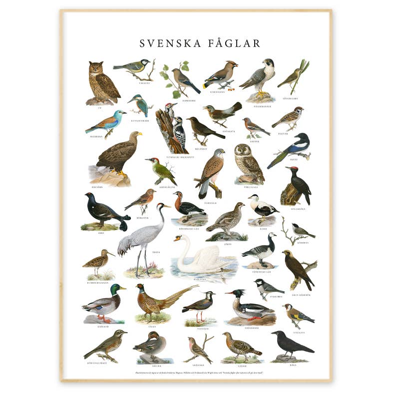 Gullers Trading AB - Venta al por mayor Pósteres - Póster de aves suecas2