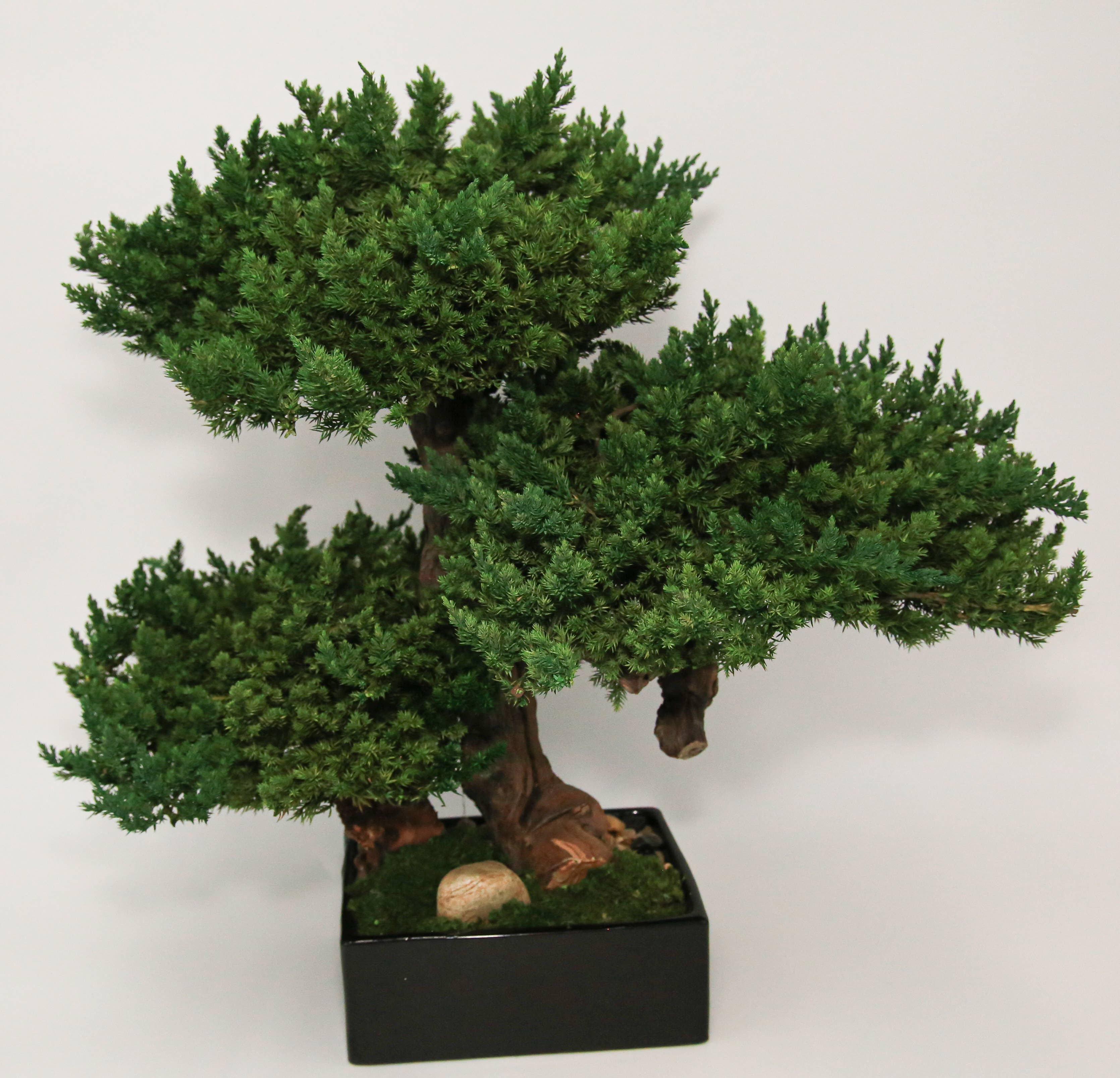 Forever Green Art - Wholesale Artificial Plant - Preserved Triple Monterey Bonsai 2