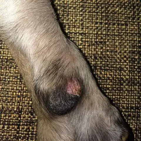 Beratungs & Vertriebsagentur Schmidt – wholesale Kosttillskott för husdjur - Hund – Anti svamp kvalster hund5