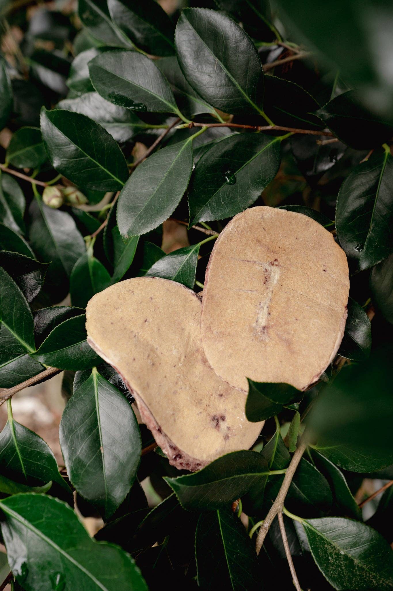 Love Liparu – wholesale Godis - Hund – Frystorkade godbitar med nötkreaturstestiklar för hund och katt