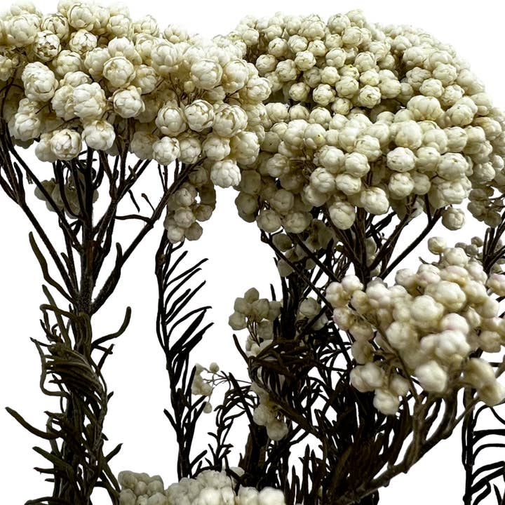 2626 Designs - Wholesale Dried/Pressed Flowers - Preserved Millet ,Rice Flower - Immortelle Flower,Ozothamnu