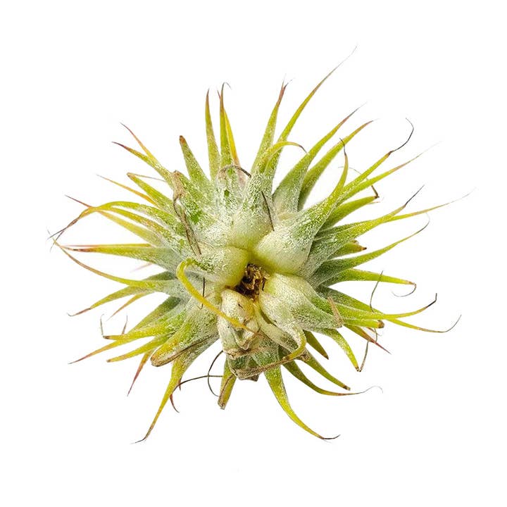 Best Plant Friend - Wholesale Live Plant - Live Ionantha Guatemala Air Plant 2.5" Wide or Tall