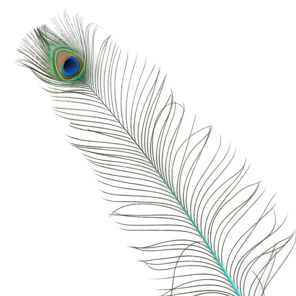 Zucker Feather Products - Venta al por mayor Plumas - Pluma de pavo real teñida en el tallo, 25 a 40 pulgadas, 10 unidades ligeras0