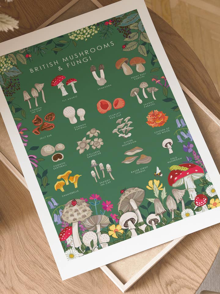 British Fungi & Mushrooms Wall Art Print A4 Unframed for wholesale by Angie Spurgeon Illustration and Design