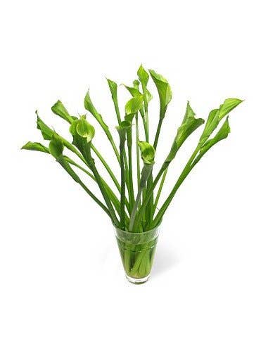 Florasource - Wholesale Fresh Cut Flowers - Calla Lily Green Goddess 30 stems0