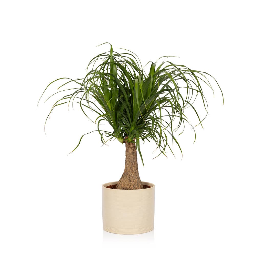 The Little Botanical – wholesale Live plant – British Grown Big Ponytail Palm (Beaucarnea)1