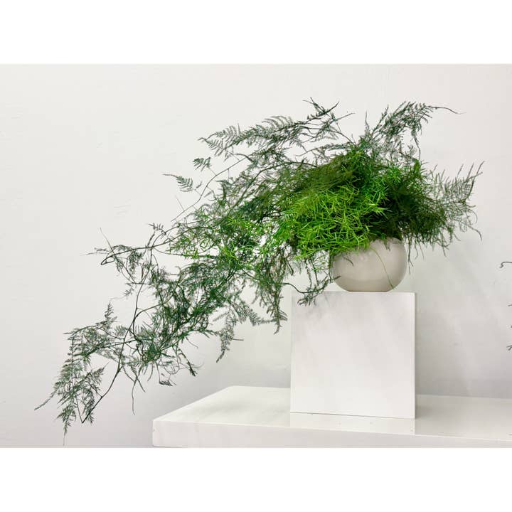 Trailing Vines Preserved Potted Fern Plant- No Watering and other Purchase Wholesale 20 20 20 fertilizer. Free Returns & Net 60 Terms on Faire trending on Faire.