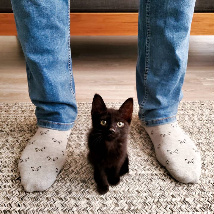 Conscious Step - Wholesale Socks - Unisex - Socks that Save Cats (Gray Cats)