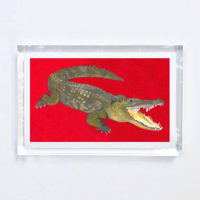 Alligator-Druck mit Acryl-Rahmen für den Großhandel von Kelsey Livingston