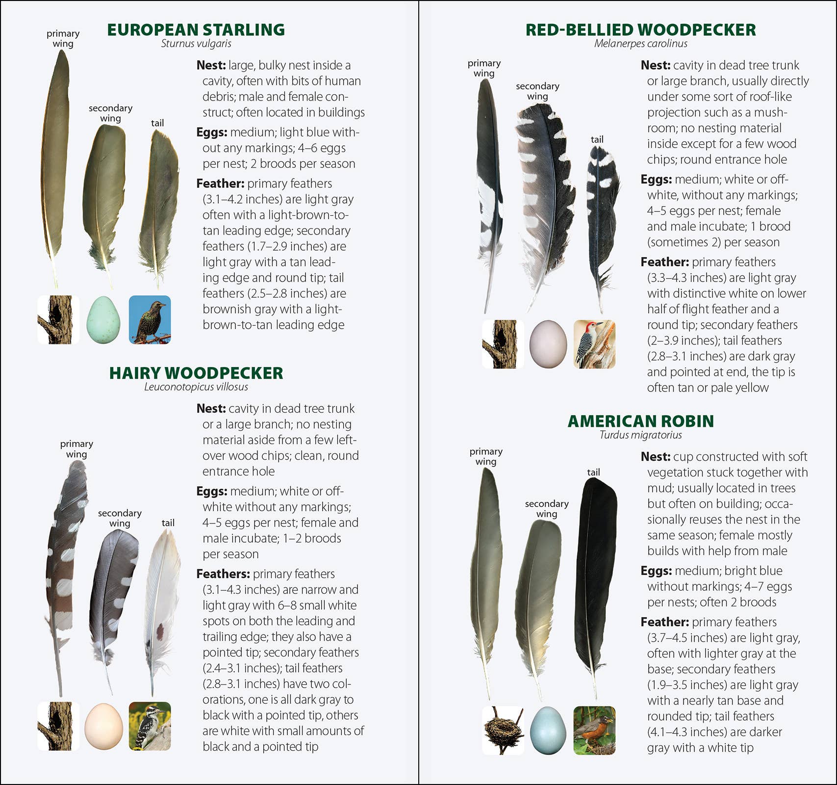 AdventureKEEN - Wholesale Nature & Outdoors - Bird Feathers & Eggs of the Midwest Quick Guide14