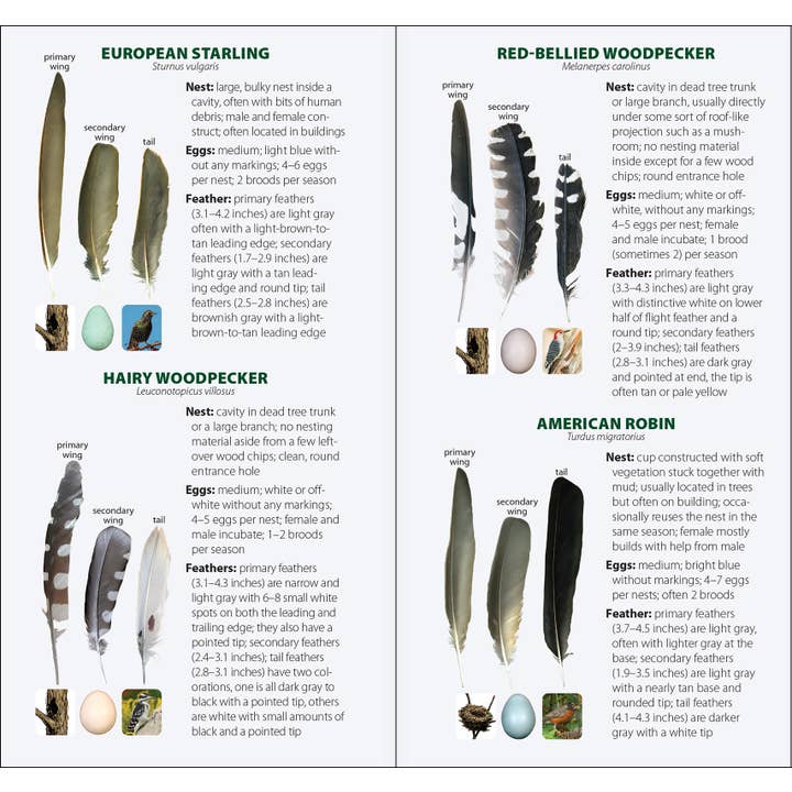 AdventureKEEN - Wholesale Nature & Outdoors - Bird Feathers & Eggs of the Midwest Quick Guide14