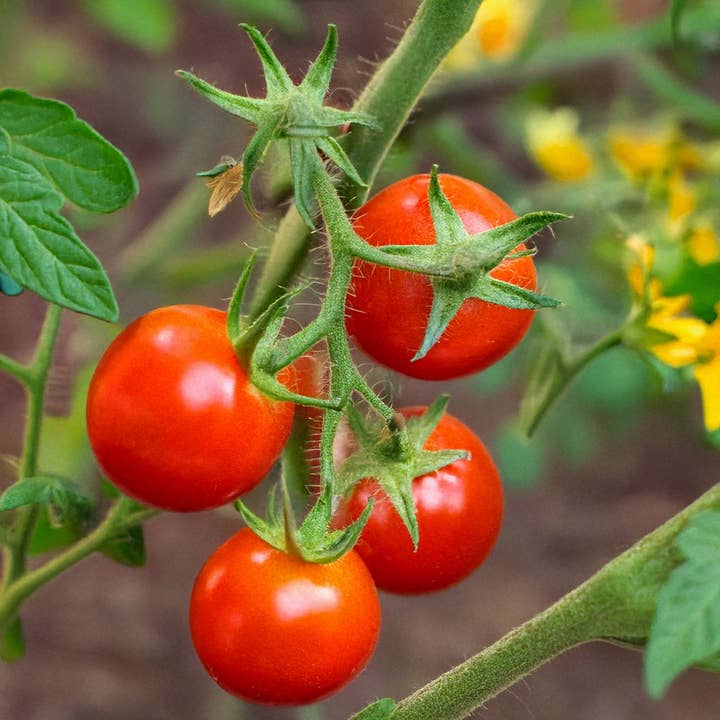 Chive - Wholesale Plant Seeds - Shido Seeds: Cherry Tomato Vegetable Seeds Packet - Indoor Plant Seeds, Herb Garden, Plant Dirt2