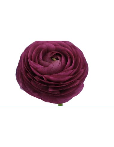 Florasource - Wholesale Fresh Cut Flowers - Ranunculus Burgundy 60 stems