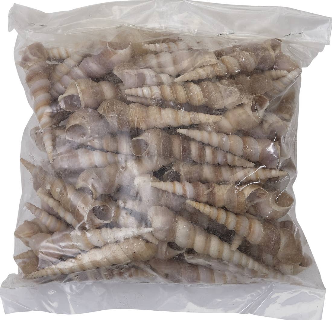 HS Seashells - Wholesale Decorative Tabletop Object - Turret Terebra Polished 3-4" Kilo (appx 90 pcs)1