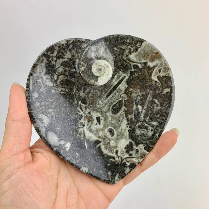 Pelham Grayson Rose - Wholesale Decorative Plate/Dish/Bowl - Fossil Heart dish with Ammonite on side 100 mm Black2