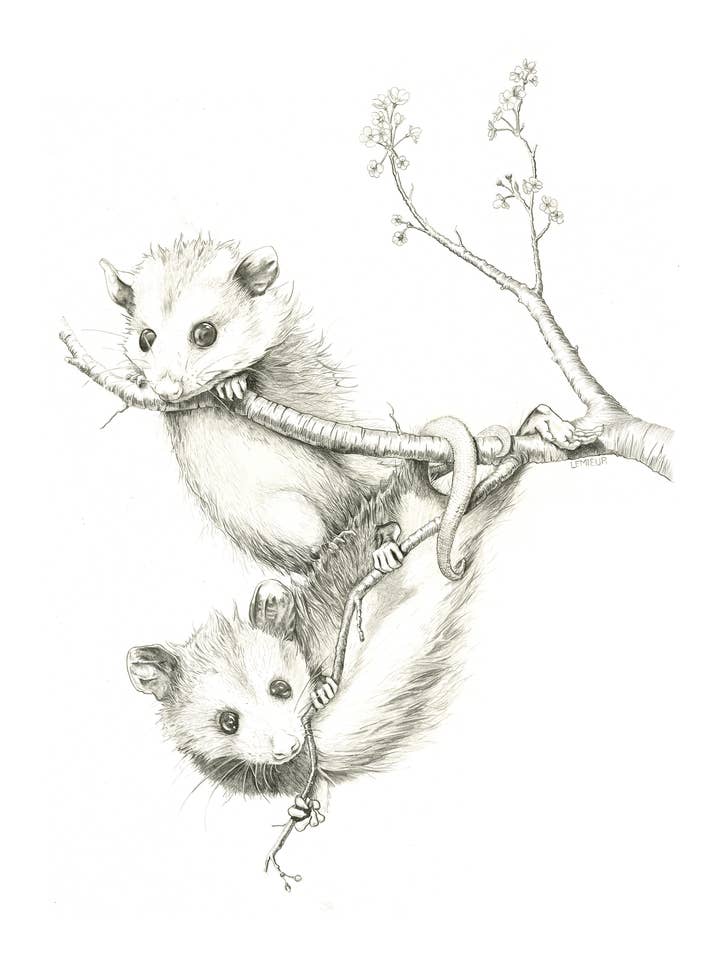 Impression artistique Baby Opossums 8 « x 10" pour la vente par Meg Lemieur Art
