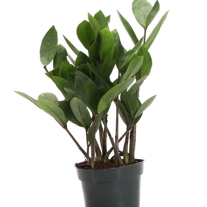 ZZ Plant - Live Plant and other Purchase Wholesale sachsenkrone bier. Free Returns & Net 60 Terms on Faire trending on Faire.