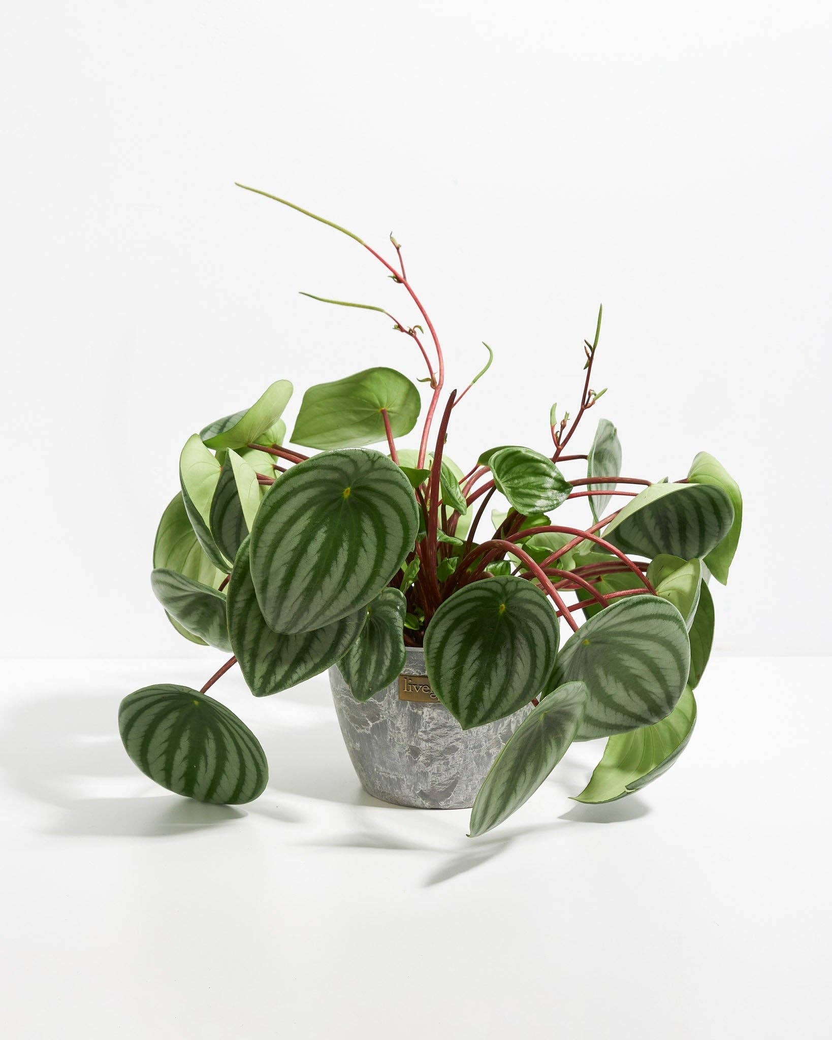 Lively Root - Wholesale Live Plant - Watermelon Peperomia21