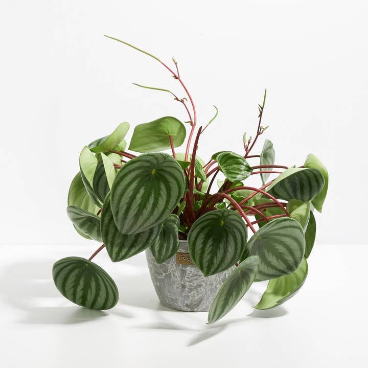 Lively Root - Wholesale Live Plant - Watermelon Peperomia21