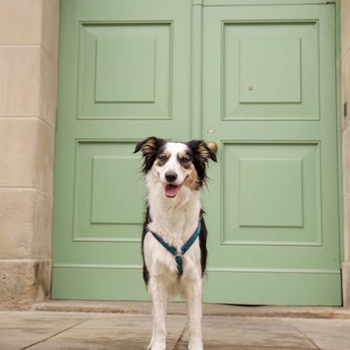 Neu - Harness Urban Petrol für den Großhandel von I-Dogs