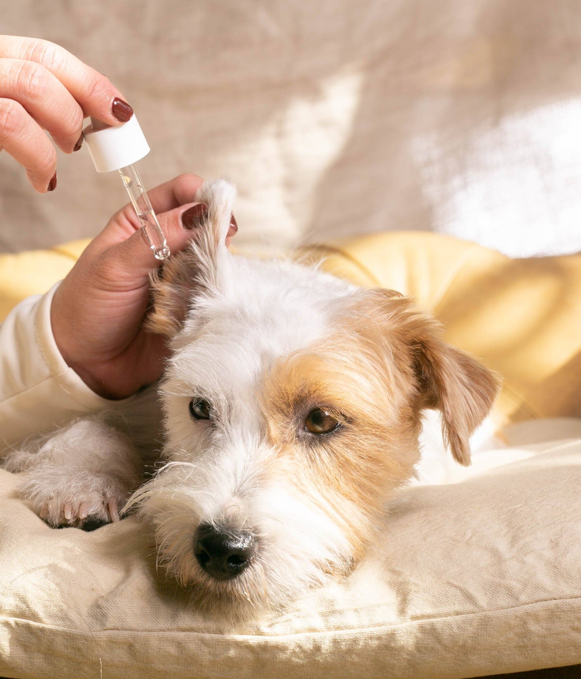 Masco Beauty - Wholesale Pet Cleaning Supplies - Soothing ear cleaner for dogs - Gel Serum1