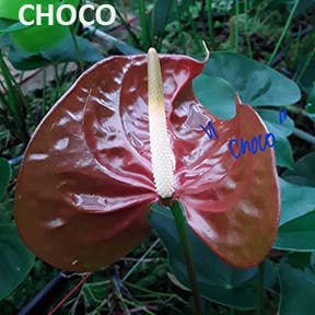 Northwest Orchids - Wholesale Fresh Cut Flowers - Fresh Cut Anthuriums - sold by the tray2