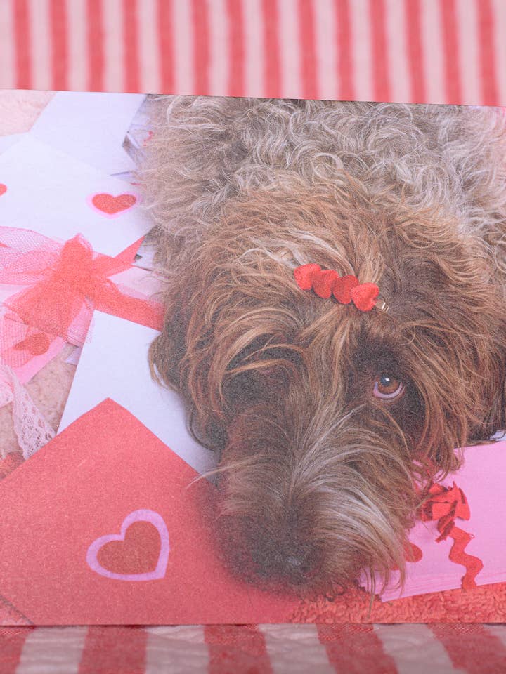 Valentines Day Greeting Card Sweet Shaggy Dog Photography for wholesale by The Velvet Big Top