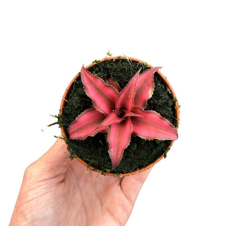 Flow State - Wholesale Live Plant - 3" Bromeliad Cryptanthus (Cryptanthus spp.) – Growers Choice3