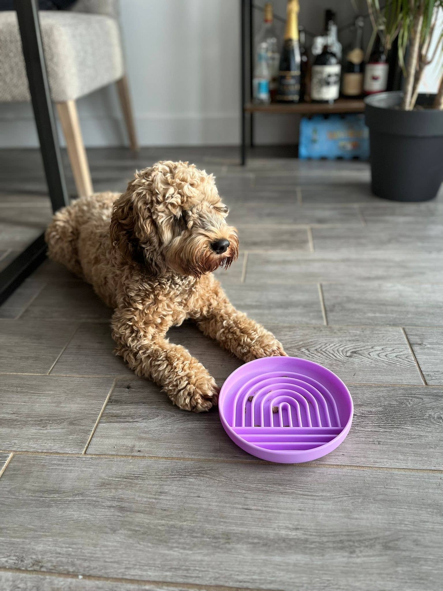 Parallax Plastics LTD - Wholesale Pet Bowl - Cat/Dog - Stylish, slow feeding "Hide & Lick" pet bowl for cats & dogs2