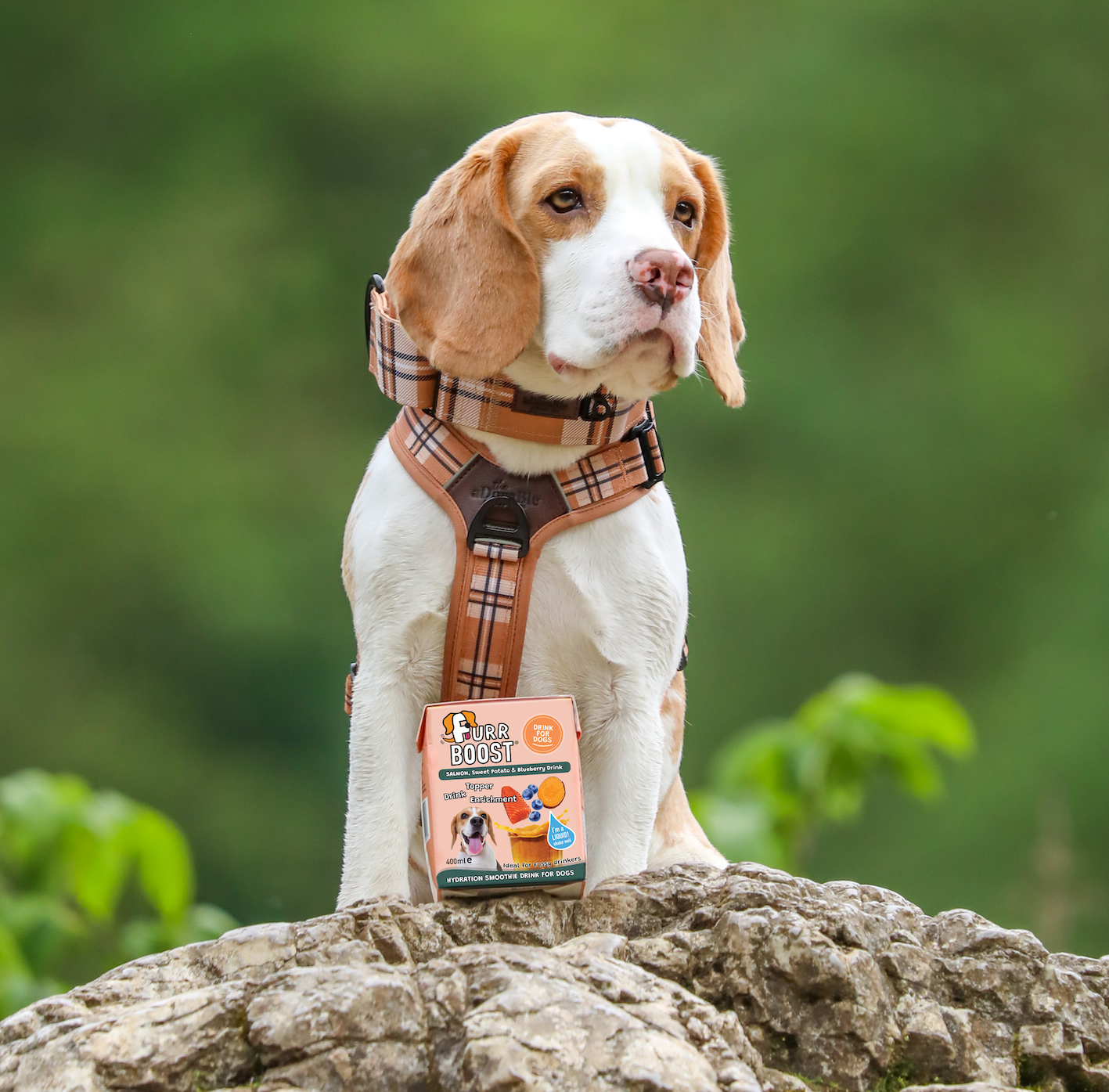 Furr Boost – wholesale Pet food – Dog – Salmon, Sweet Potato and Blueberry | Half Case | 6x400ml5