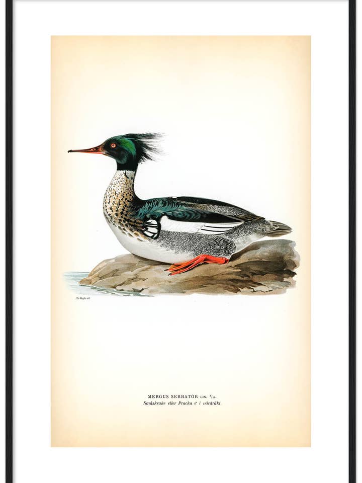 Småskrake, vårdräkt för wholesale av Svenska Fåglar