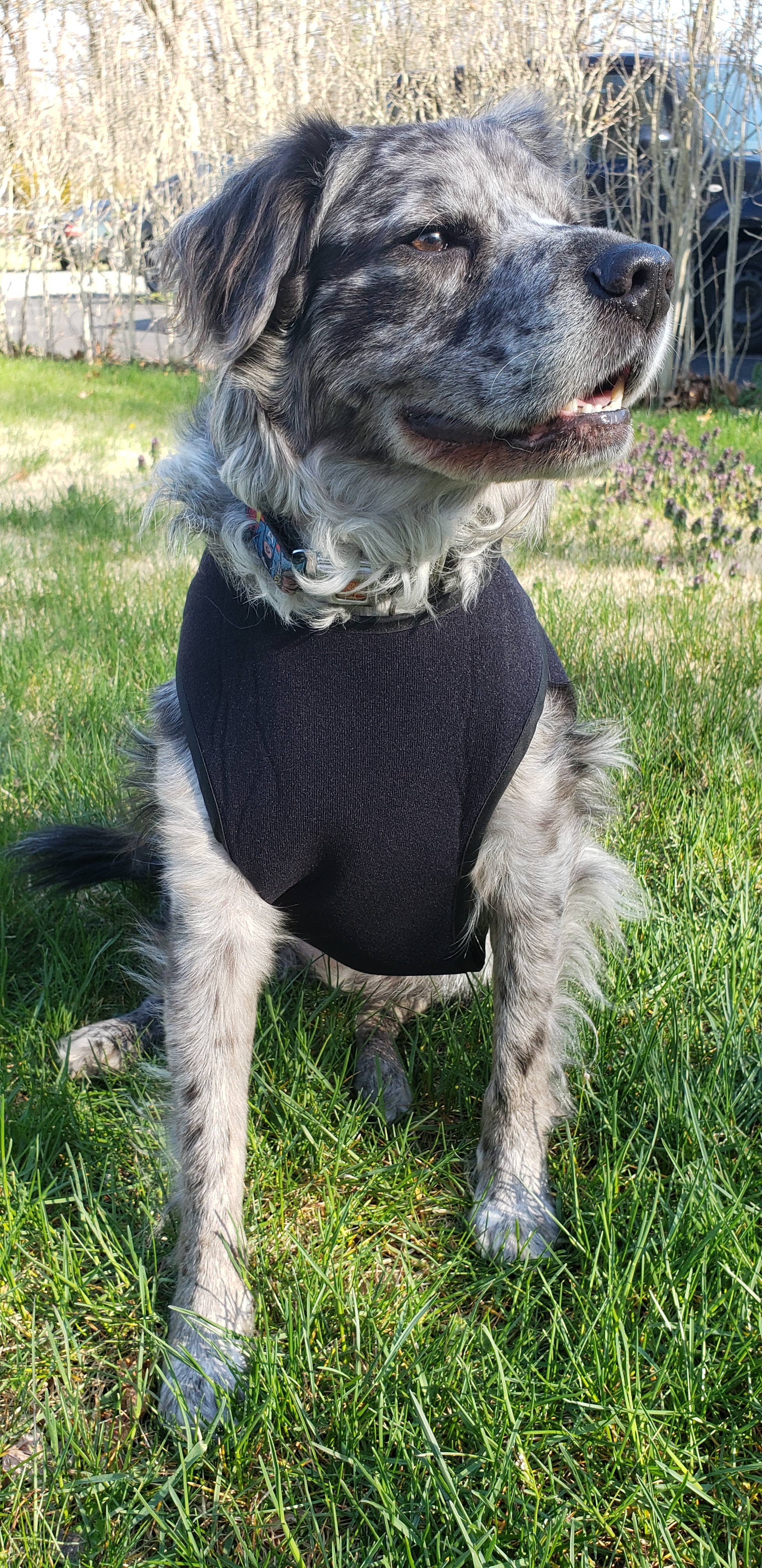 Healers PetCare - Wholesale Pet Coat - Dog - Healers Therapeutic & Anxiety Front Body Wrap11