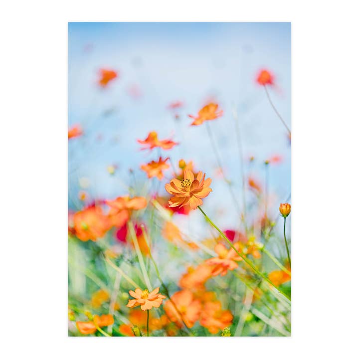 Cartolina "Cosmos sulphureus III" per la vendita all'ingrosso da parte di paruspaper. nutzfeine papeterie