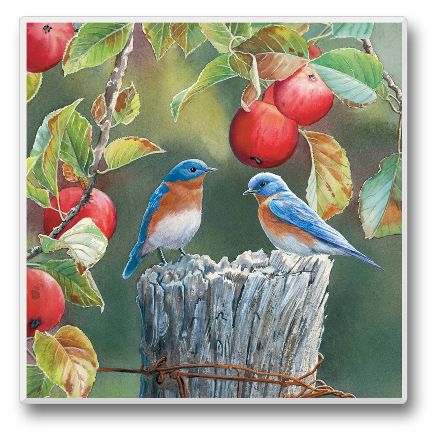 CounterArt/Highland Home/Thirstystone – Großhandel Verkaufsdisplay – Wohnen – Take Flight Einzeluntersetzer-Display, vorverpackt12