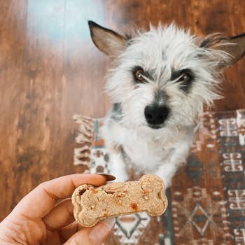 Poochie Butter Peanut Butter, Dog Treat – Anaheim Feed & Pet Supply