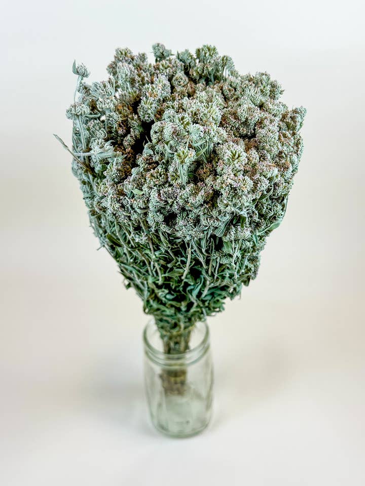 Mountain Mint – Naturally Air-Dried for wholesale by Lovejoy Farms Premium Dried Flowers