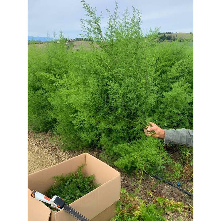 Erbe di Mauro - Wholesale Herbs - Artemisia Annua, dried leaves and flowers, artemisia italian3