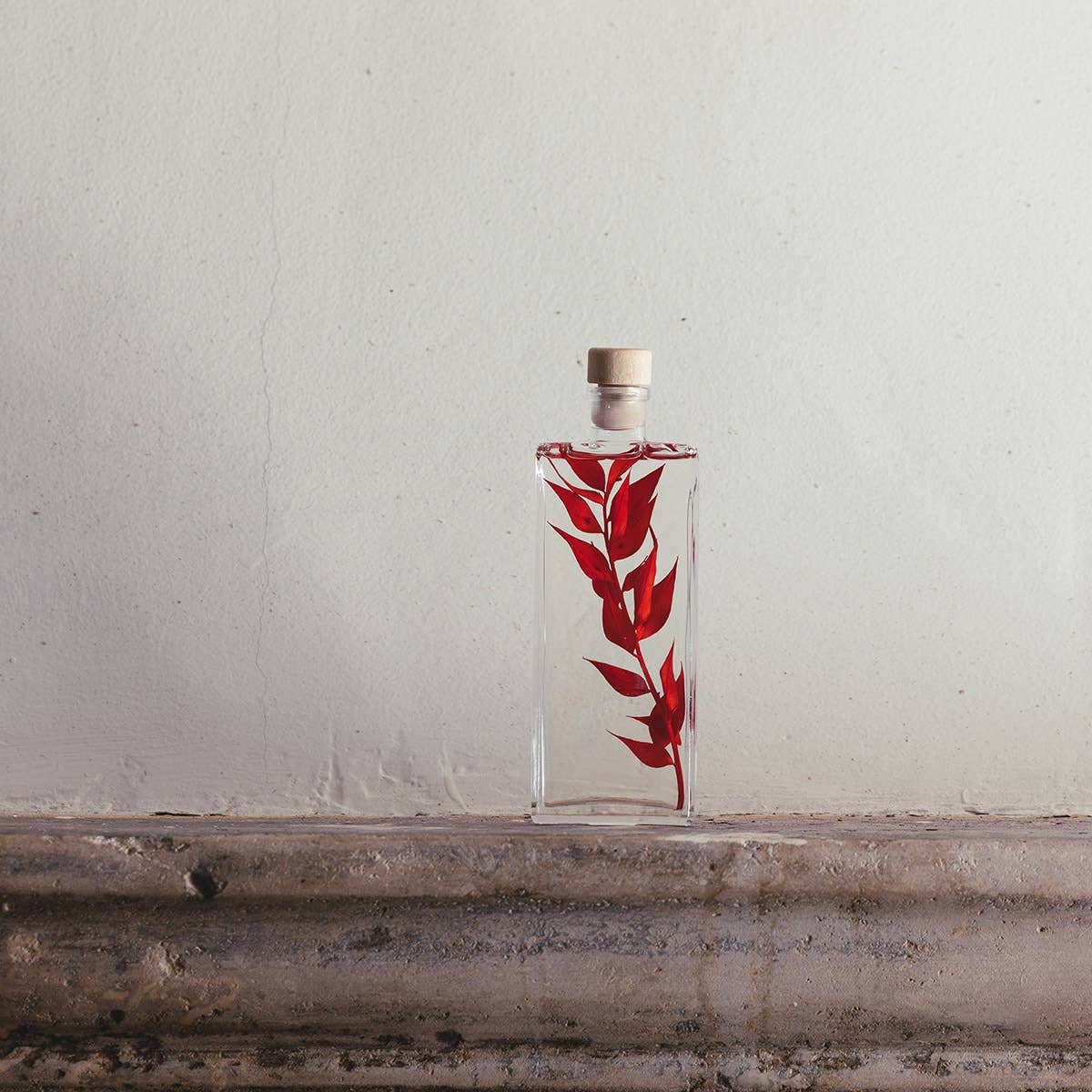 Theophile Berthon - Wholesale Live Plant - Red Ruscus Herbarium submerged plant2