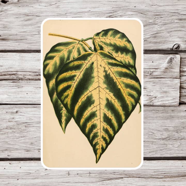 Bladklistermärke, botaniskt klistermärke, växtklistermärke för wholesale av NatureCuts