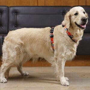 FINNERO – Arnês – Cão por atacado – FINNERO CAMOCOLOR peitoral Y ajustável para cães, 3 cores11