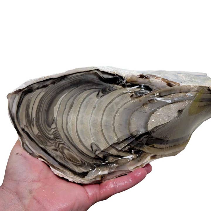 RARE Polish Flint Orbicular Rough Chunk! for wholesale by Lapidary Central