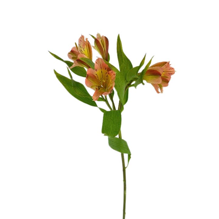 Alstroemeria Orange - Fresh Cut Flowers for wholesale by Metro Flower Market
